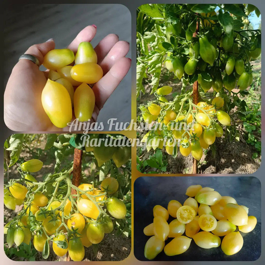 Tomate 'Barrys Crazy Cherry'