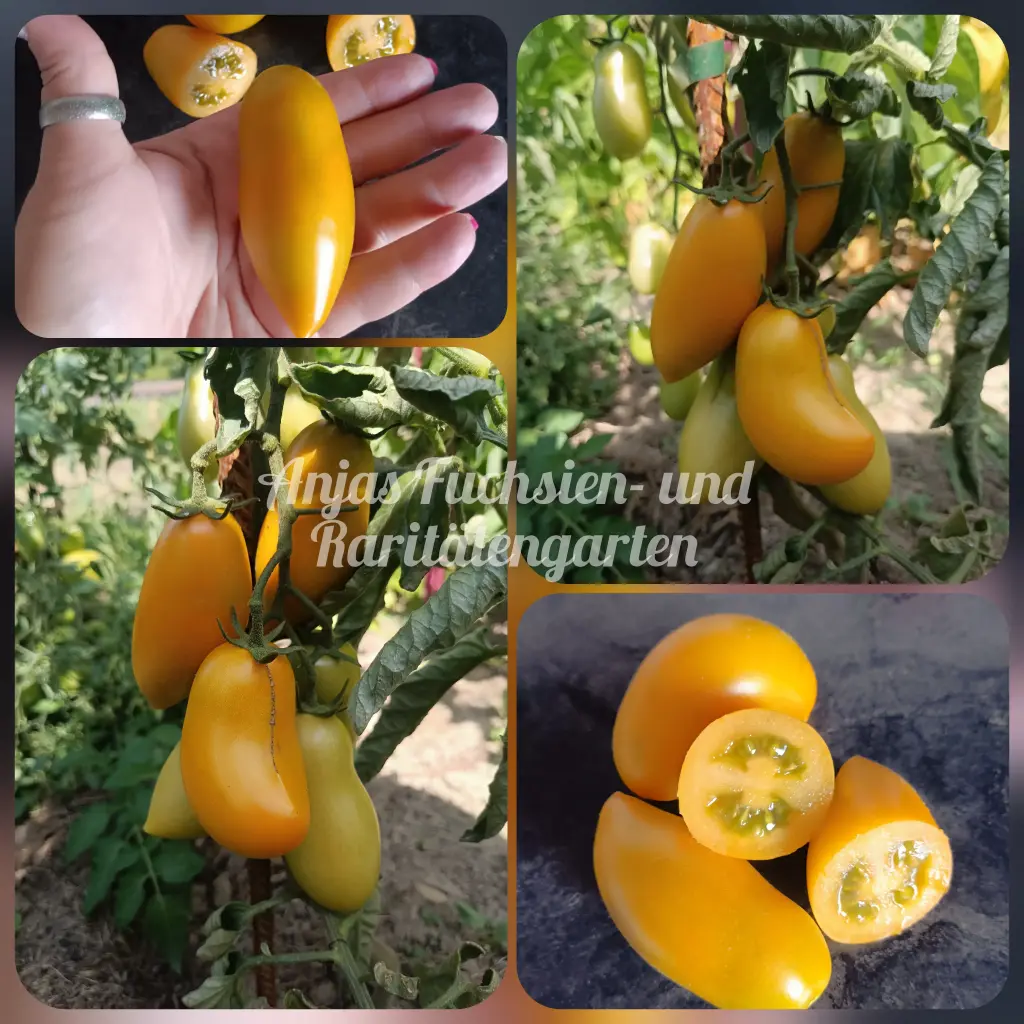 Tomate 'Märchengold'