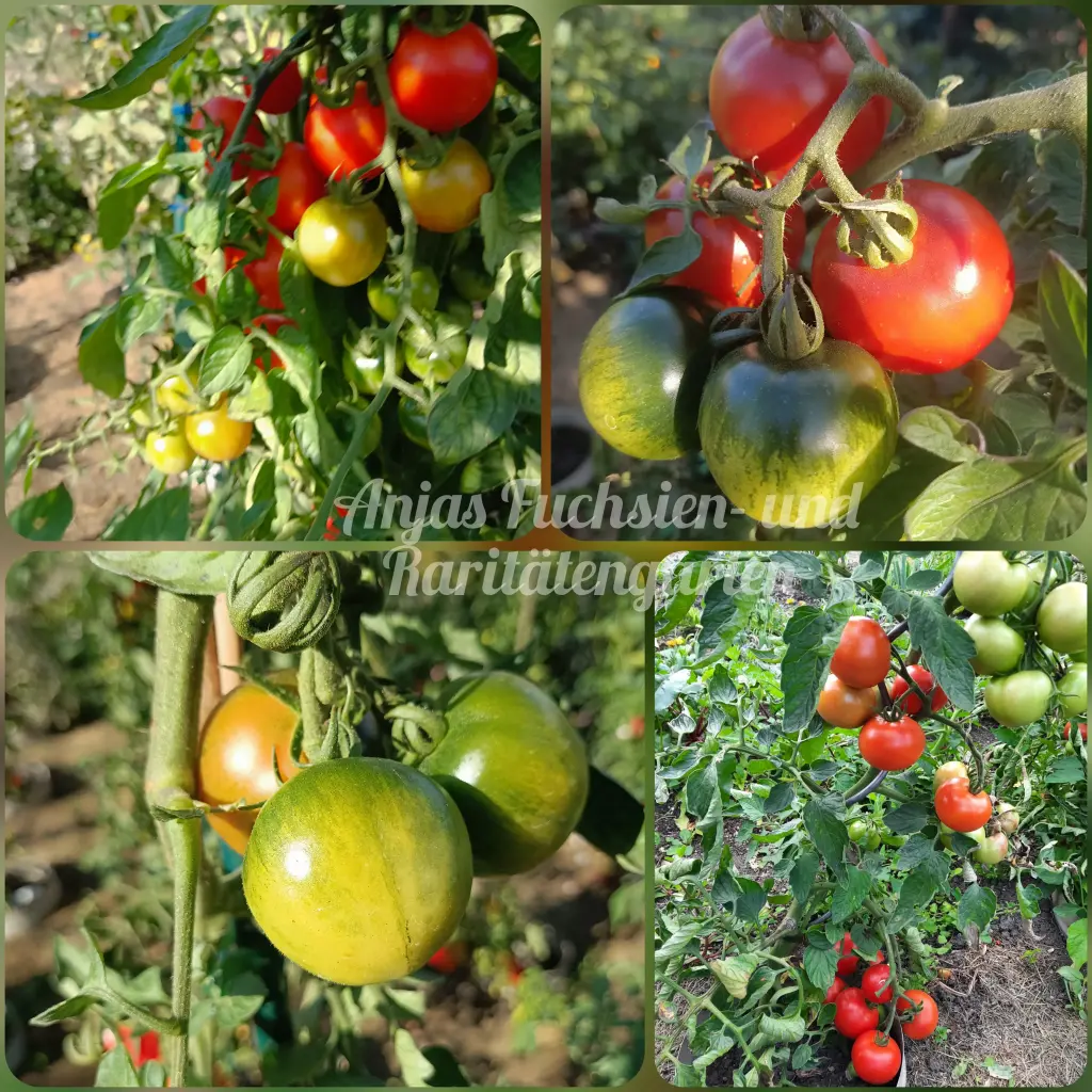 Tomate 'Harzer Kind'