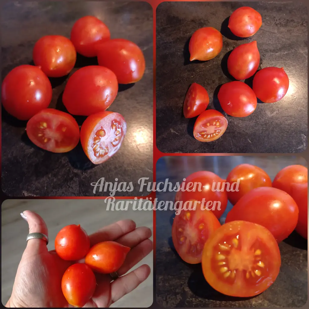 Tomate 'Wintertomate'