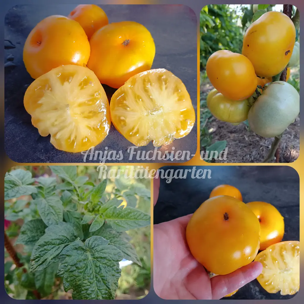 Tomate 'Precious (Depeche Mode)'