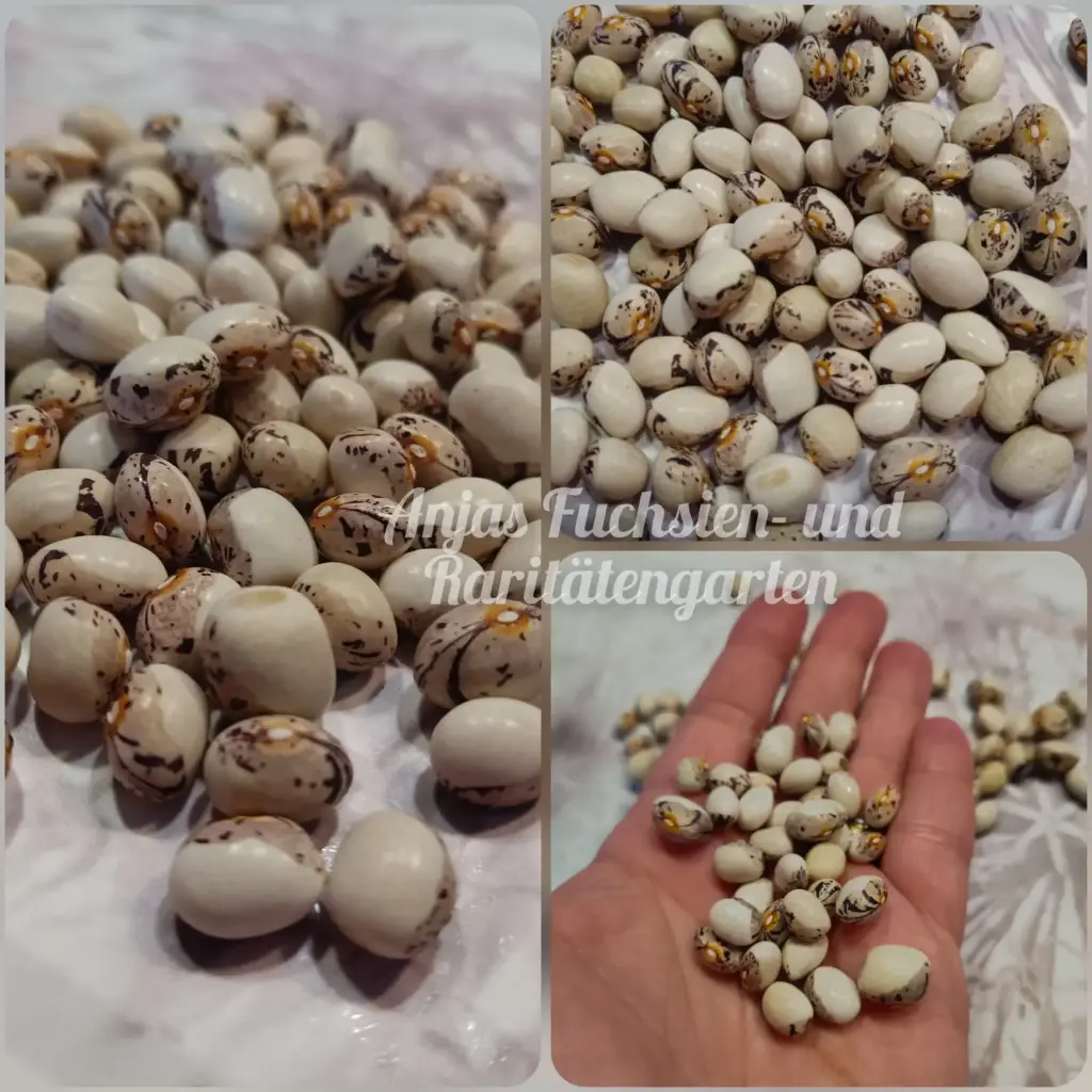 Stangenbohne 'Debs Creek'