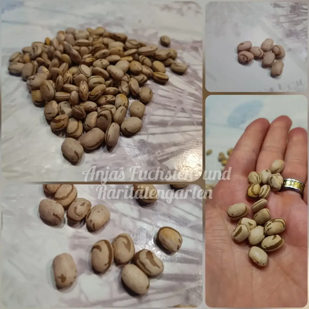 Reiserbohne 'Ojo de Cabra (Ziegenauge)'