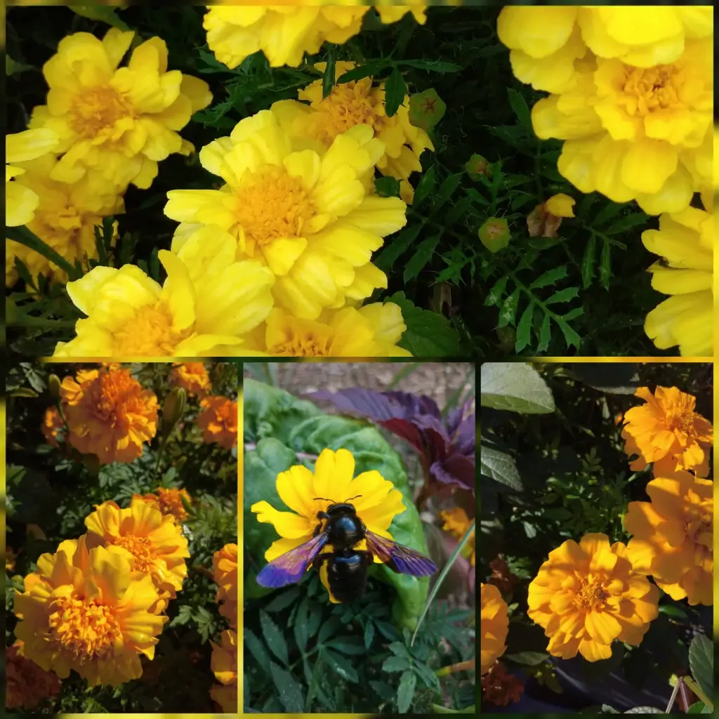 Studentenblume (Mix)