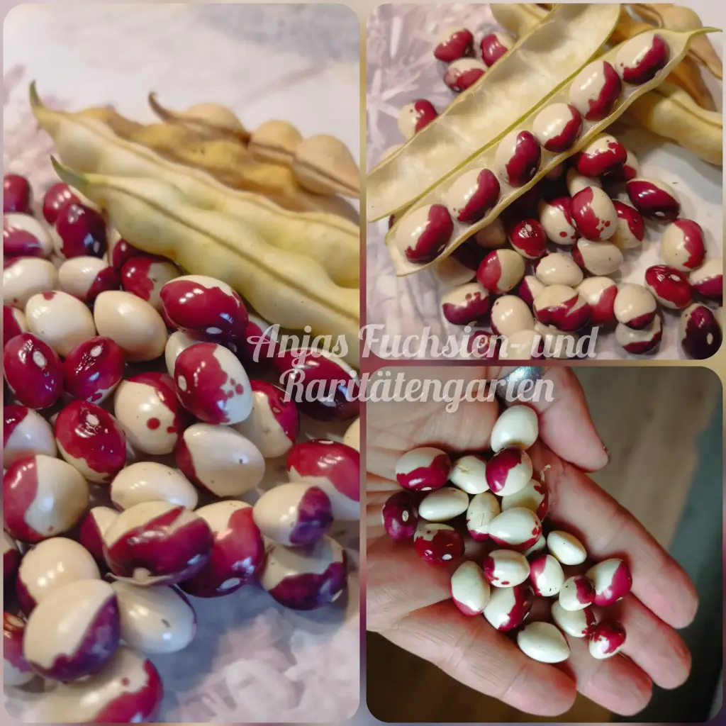 Stangenbohne 'Inca Pea Bean'