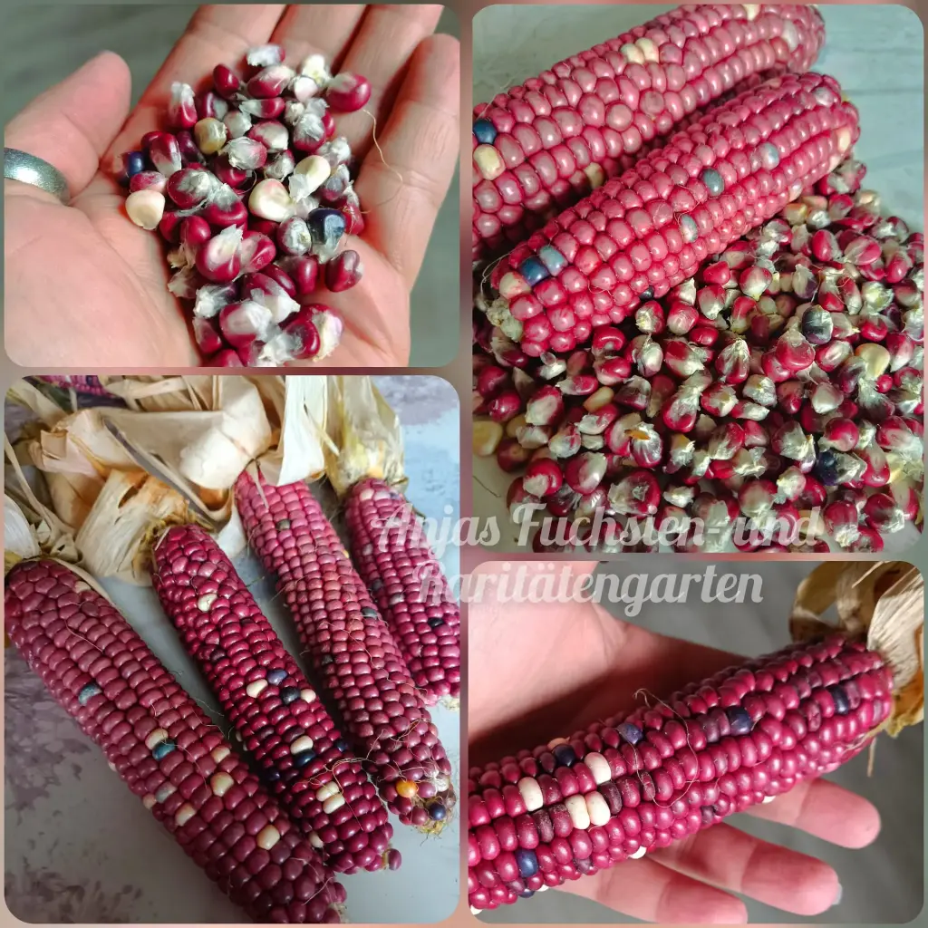 Röstmais 'Hopi Purple'