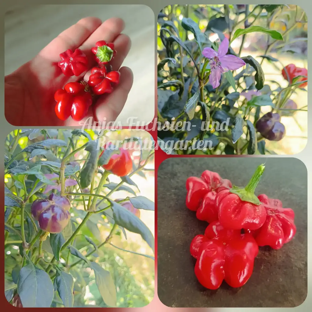 Chili 'Purple Pumpkin'