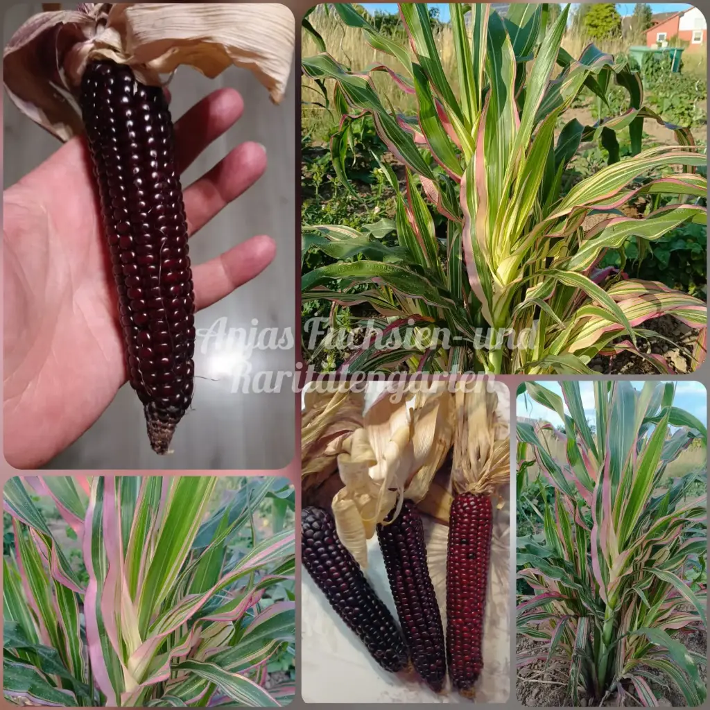 Popcornmais 'Variegata'