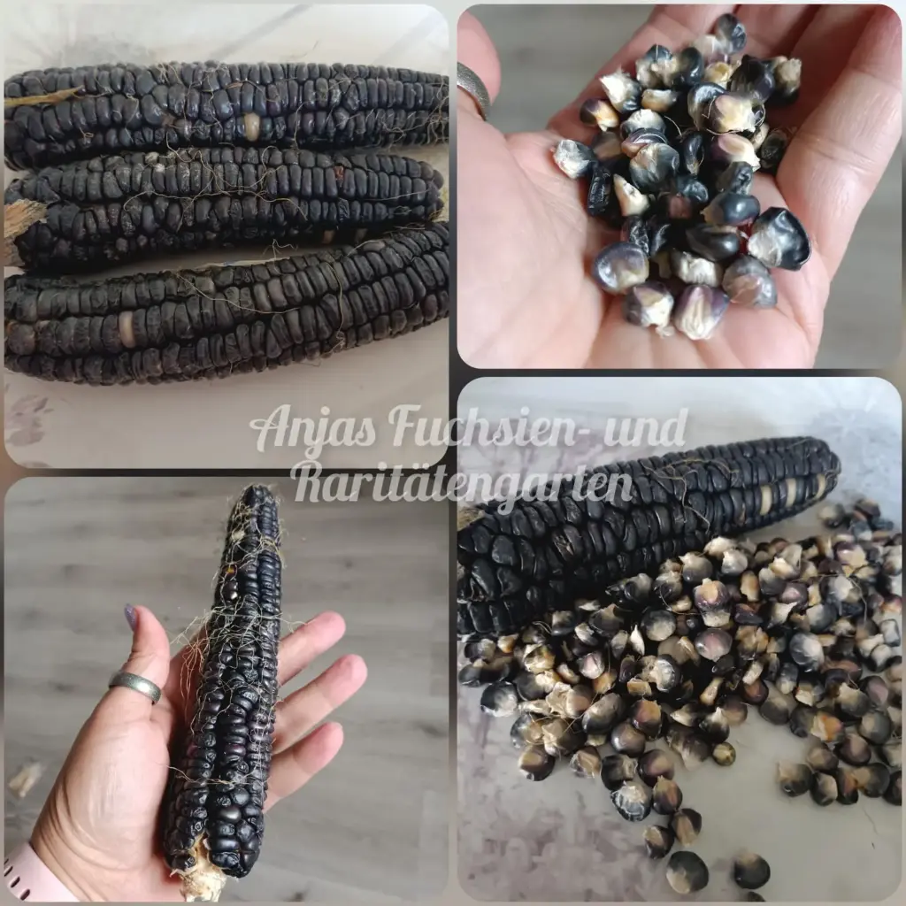 Zuckermais 'Black Aztec'