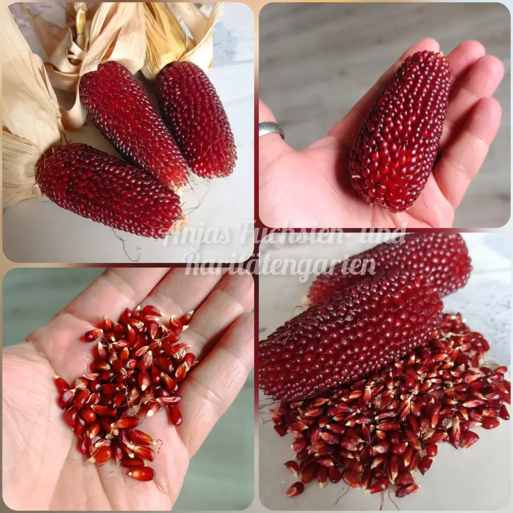 Röstmais 'Erdbeermais'