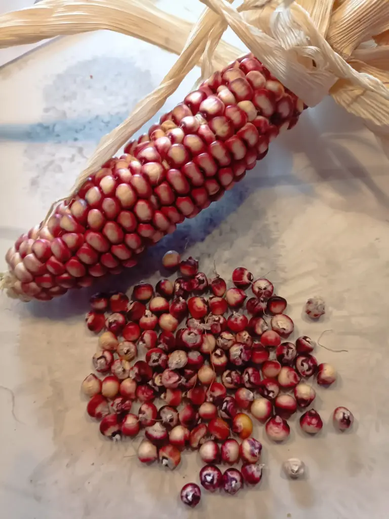 Röstmais 'Hopi Pink'