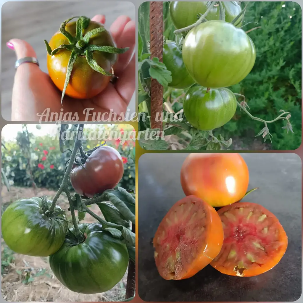 Tomate 'Schwarzer Elefant (Черный слон)'