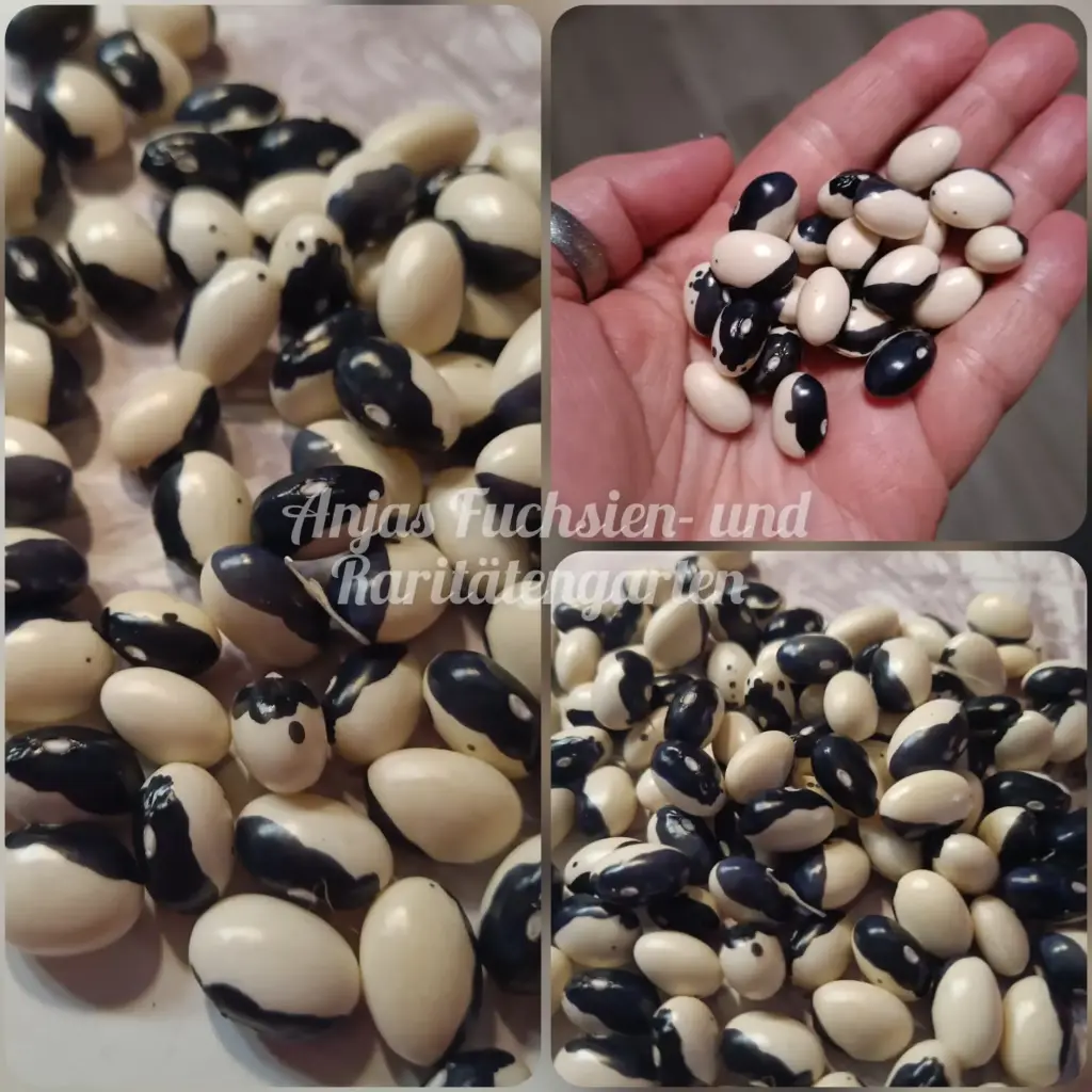 Buschbohne 'Starazargorsky'