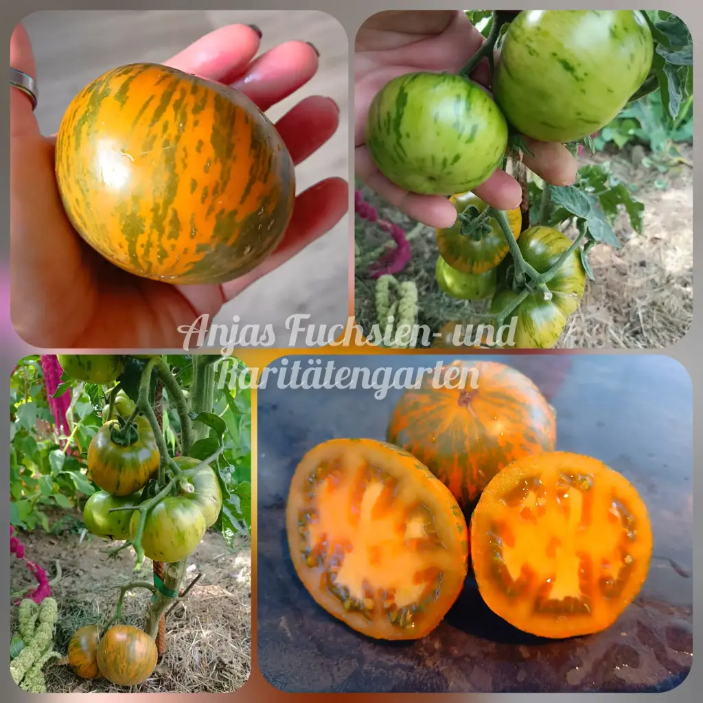 Tomate 'Kozula 61'