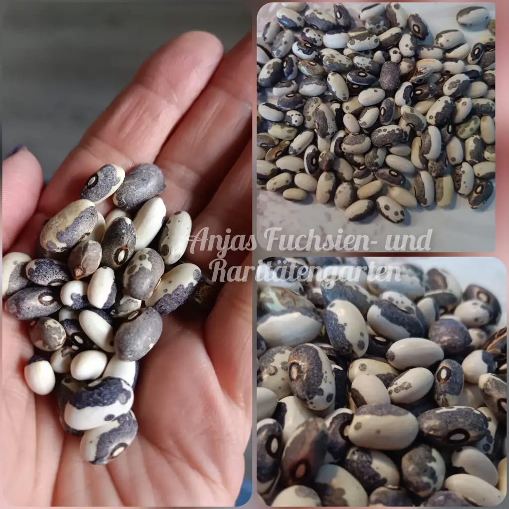 Buschbohne 'Dapple Grey'