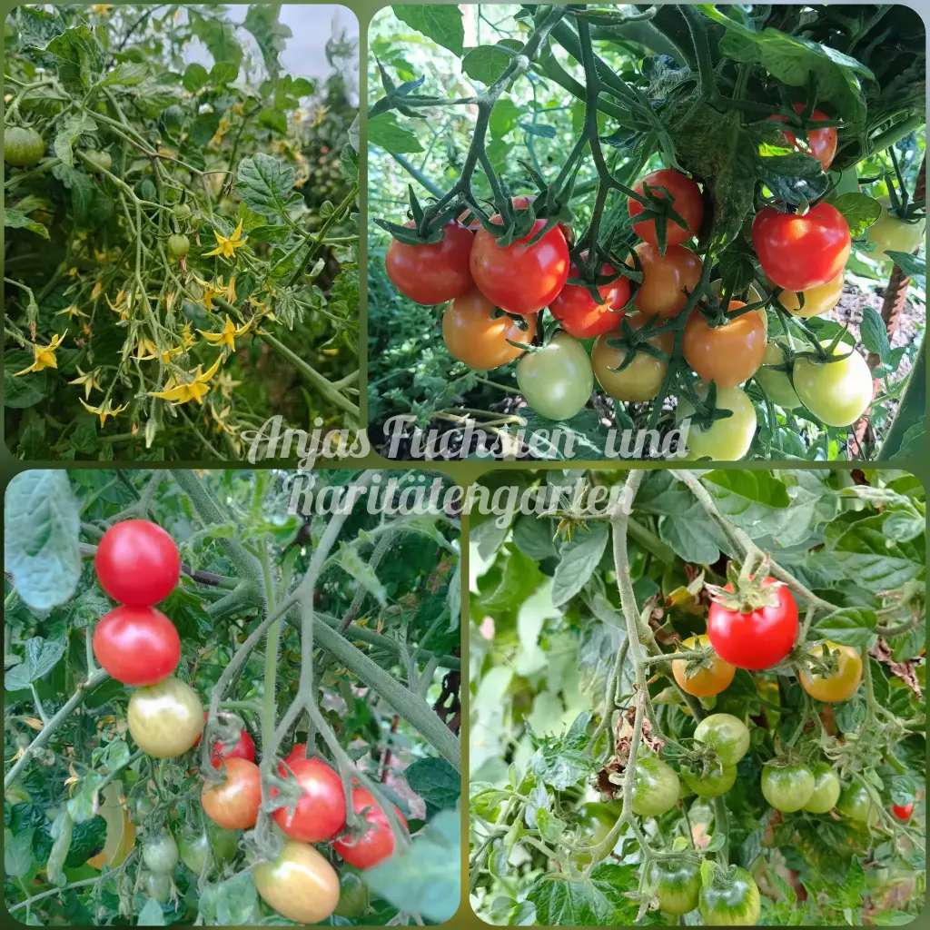 Wildtomate 'Humboldtii' 