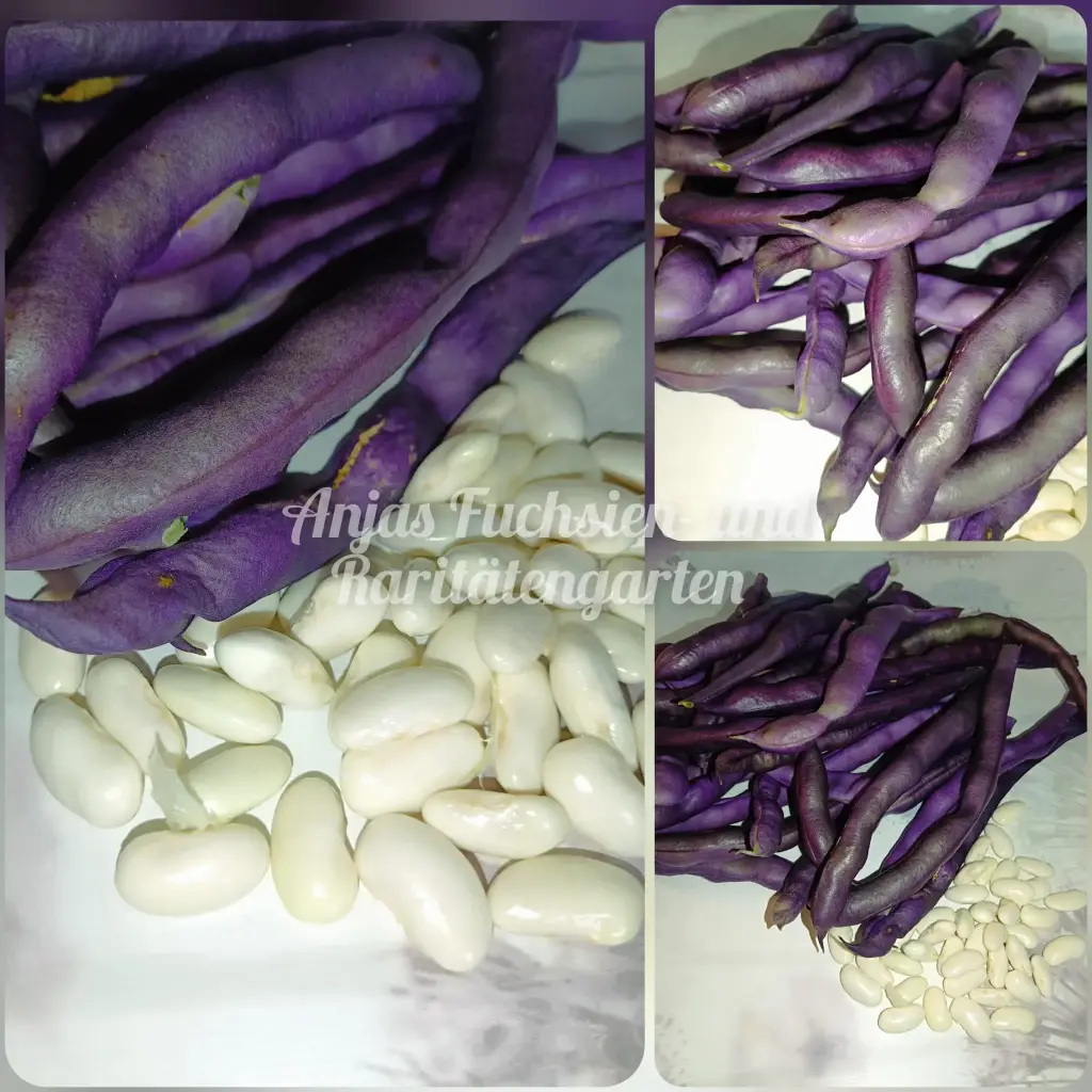 Stangenbohne 'Blauhilde'