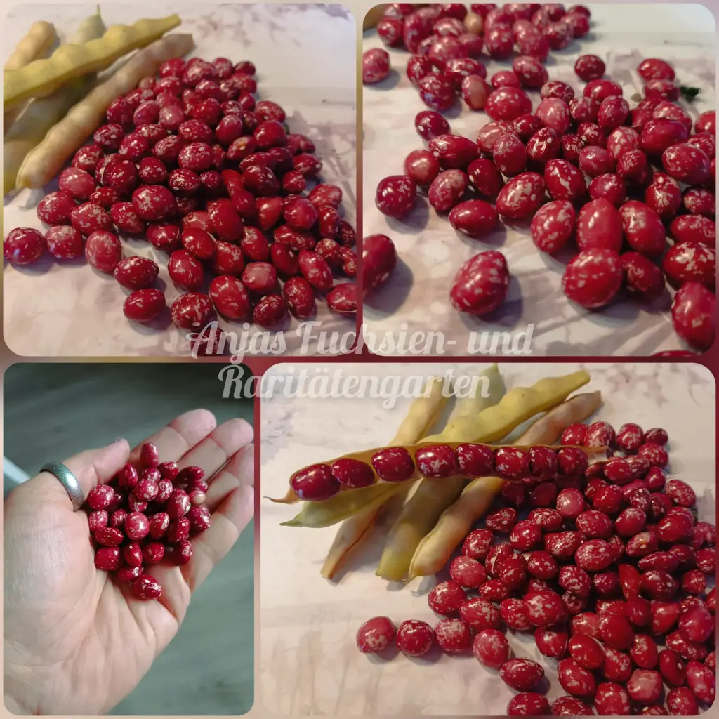 Stangenbohne 'Domaci Cucak'