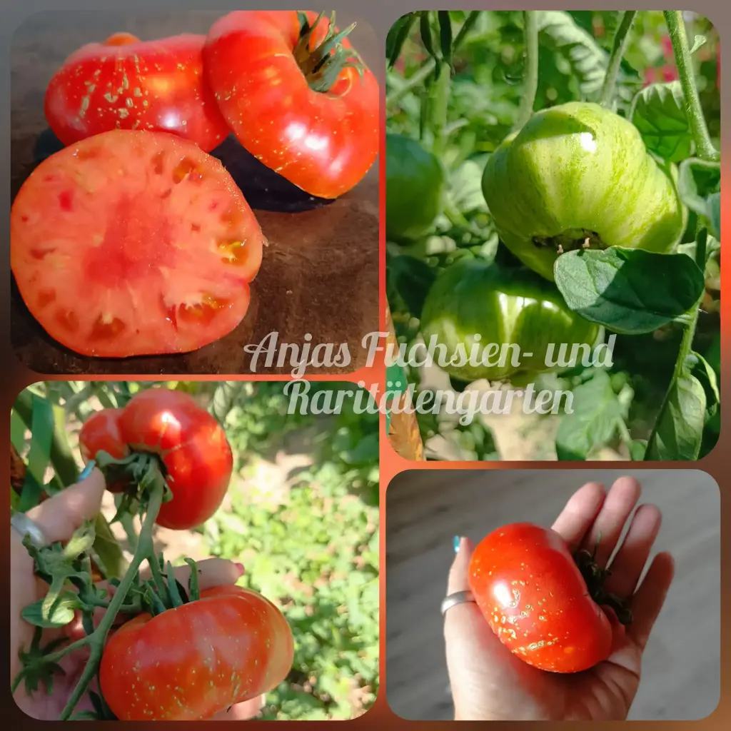 Tomate 'Feuerwerk'