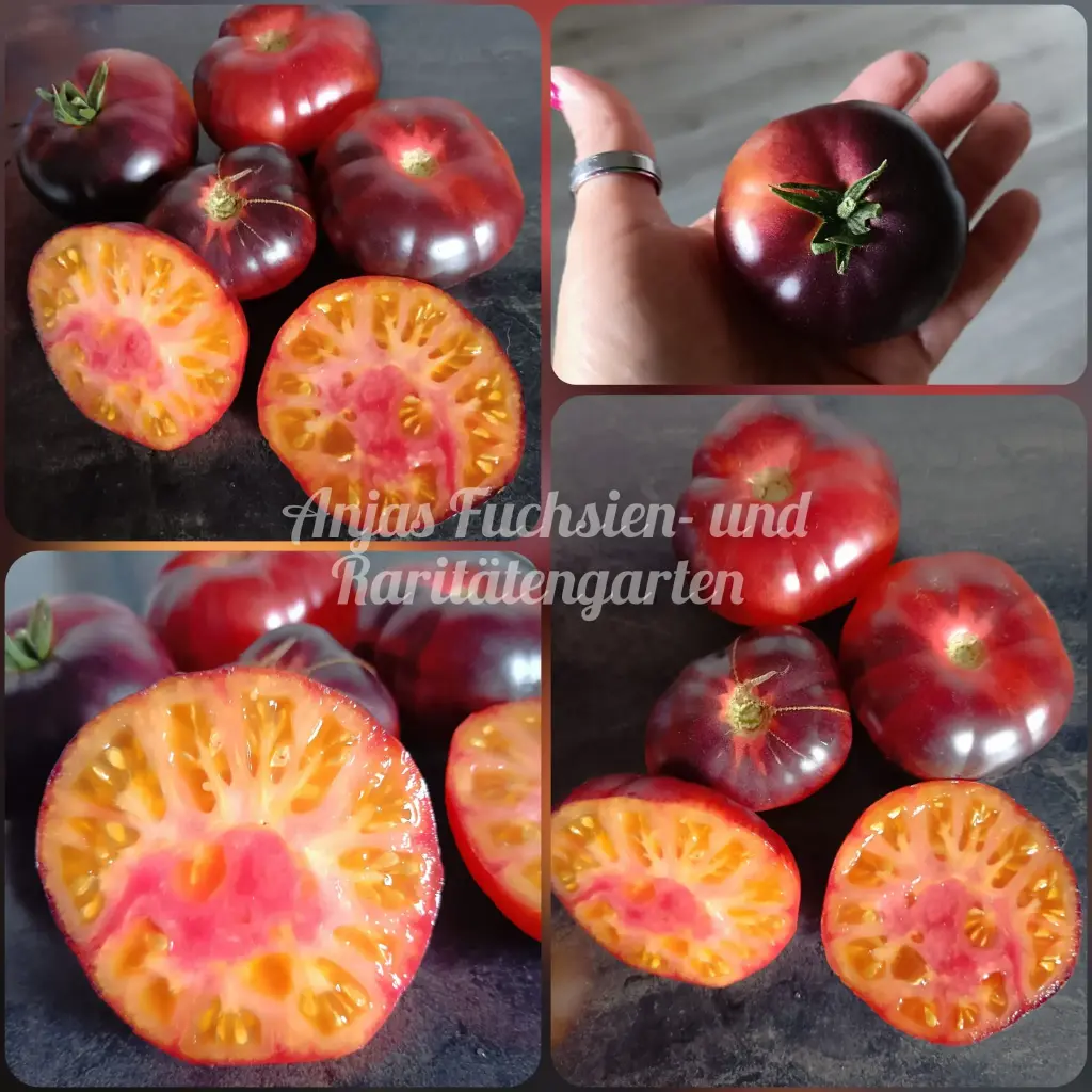 Tomate 'Chupa Chups Rose'