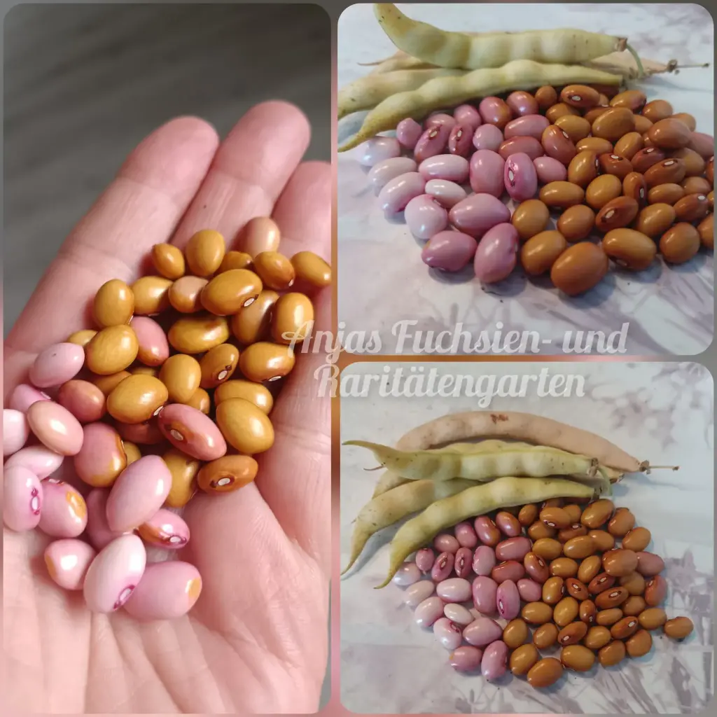 Stangenbohne 'Hundert aus einer'