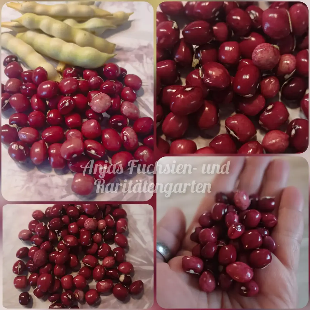 Stangenbohne 'Steirische Kirschbohne'