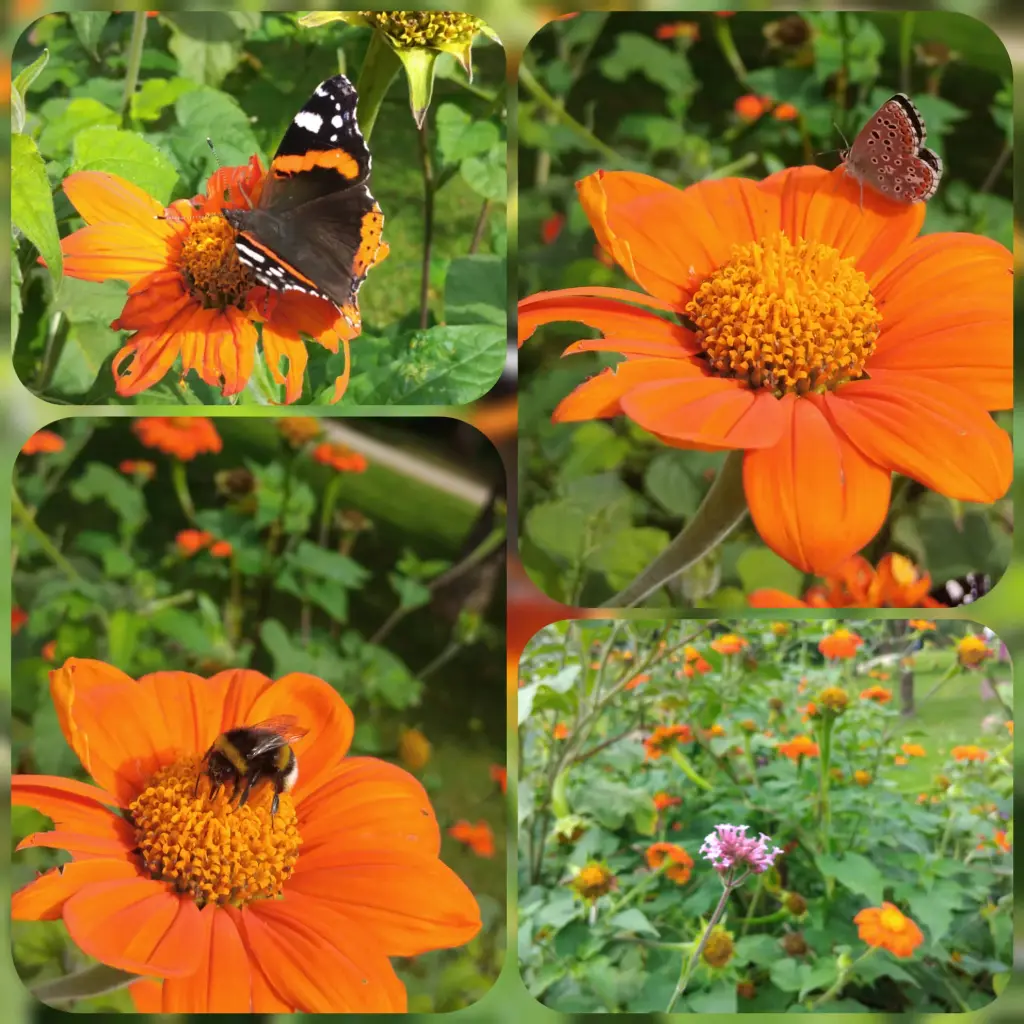 Mexikanische Sonnenblume