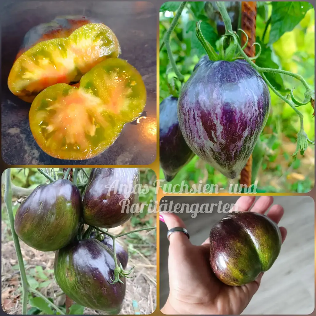 Tomate 'Elenas Emerald Caramel (Изумрудная карамель Елены)'