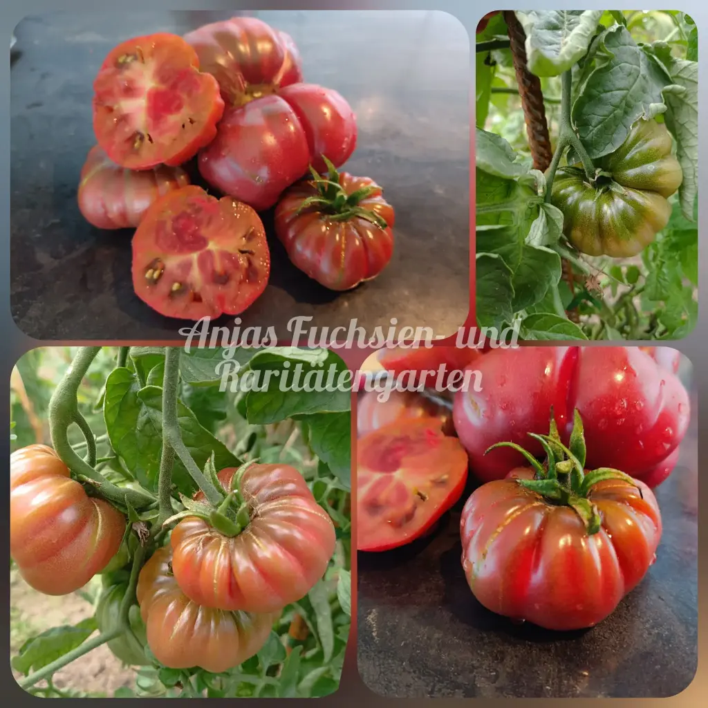 Tomate 'Indische Schwarze'