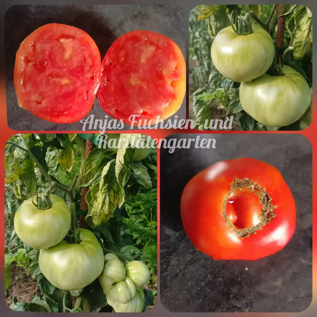 Tomate 'Saint Pierre'