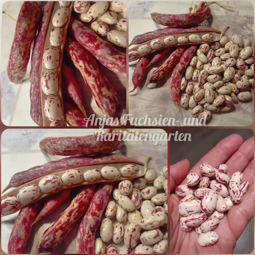 Buschbohne 'Borlotto Rosso'