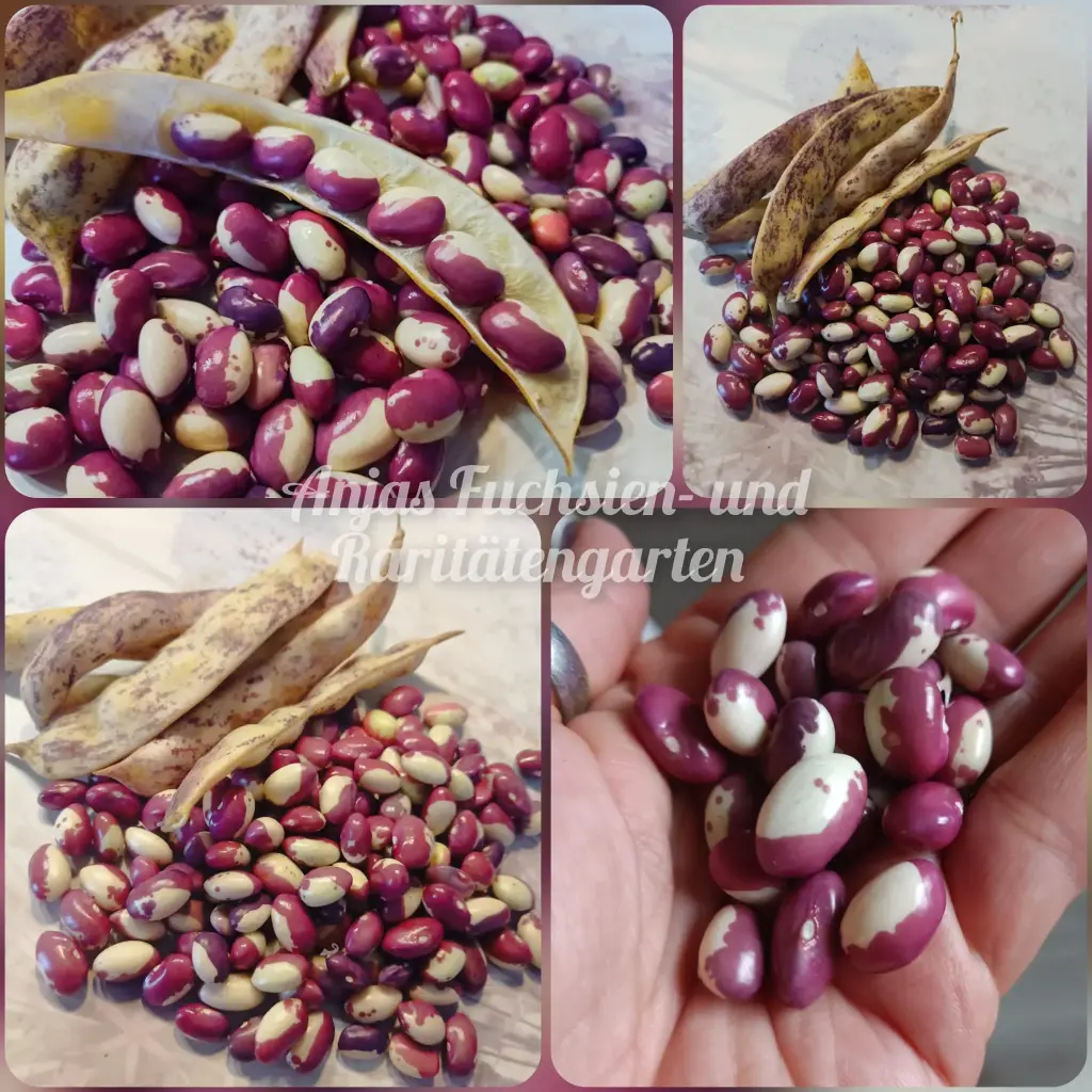 Stangenbohne 'Lila Schecke'