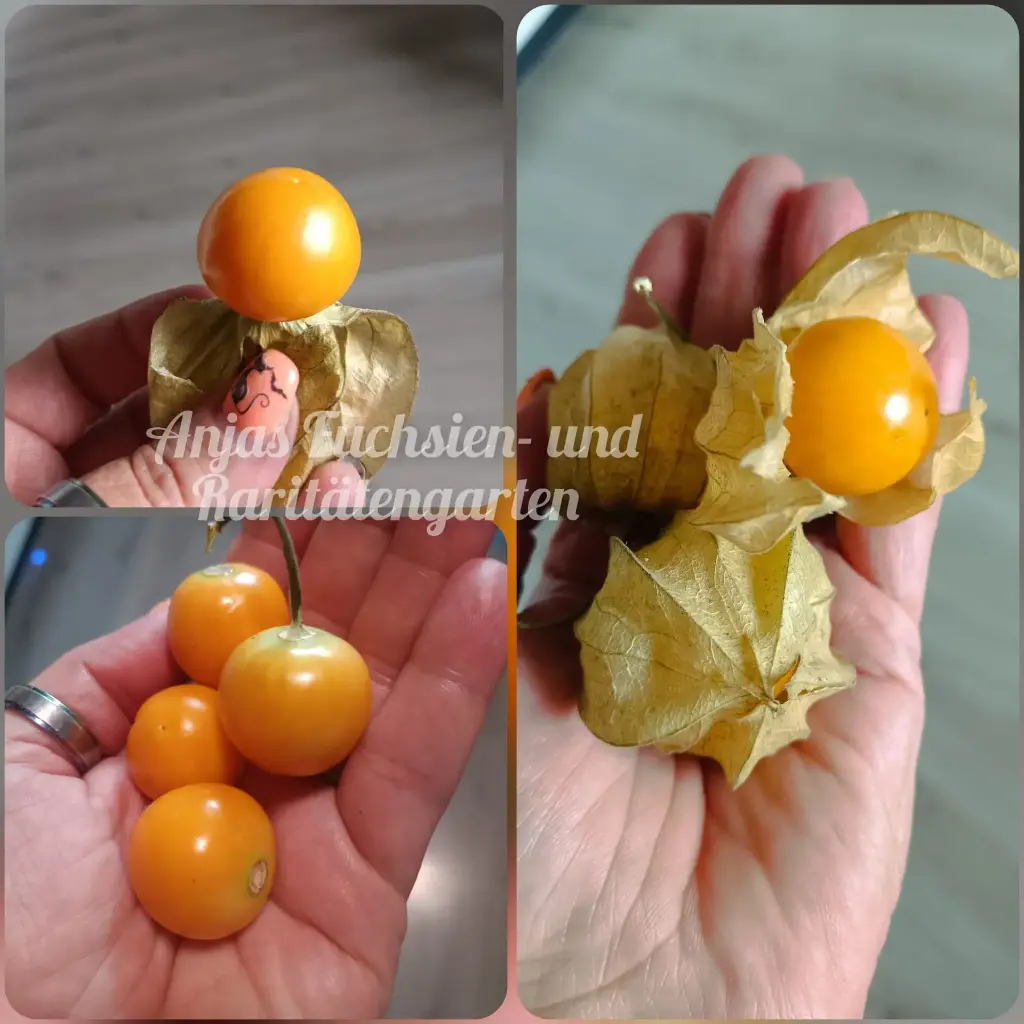 Riesenphysalis 'Beas Dicke'