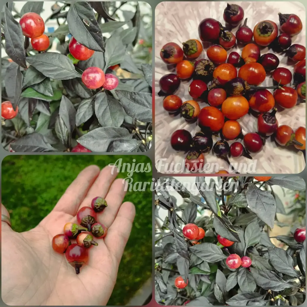 Chili 'Midwest Midnight Orange'