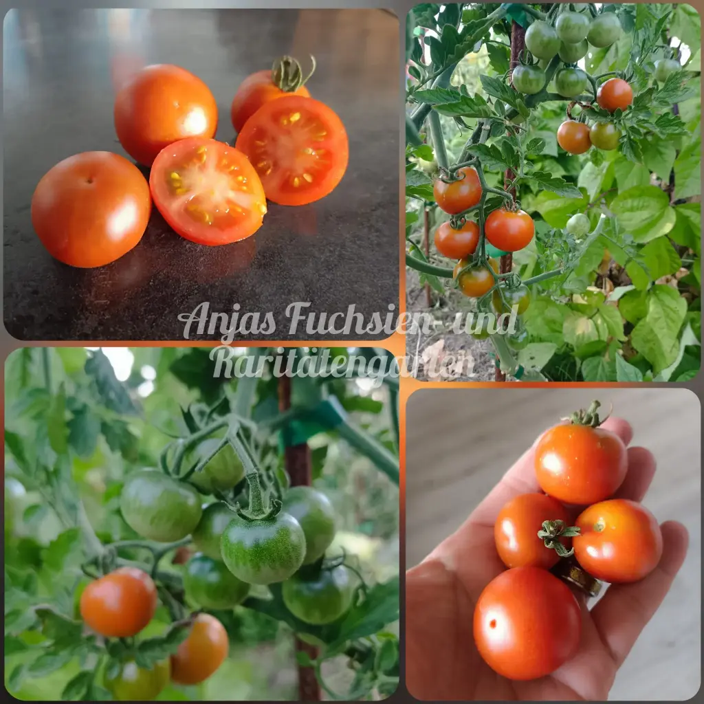 Tomate 'Ambrosia Red'