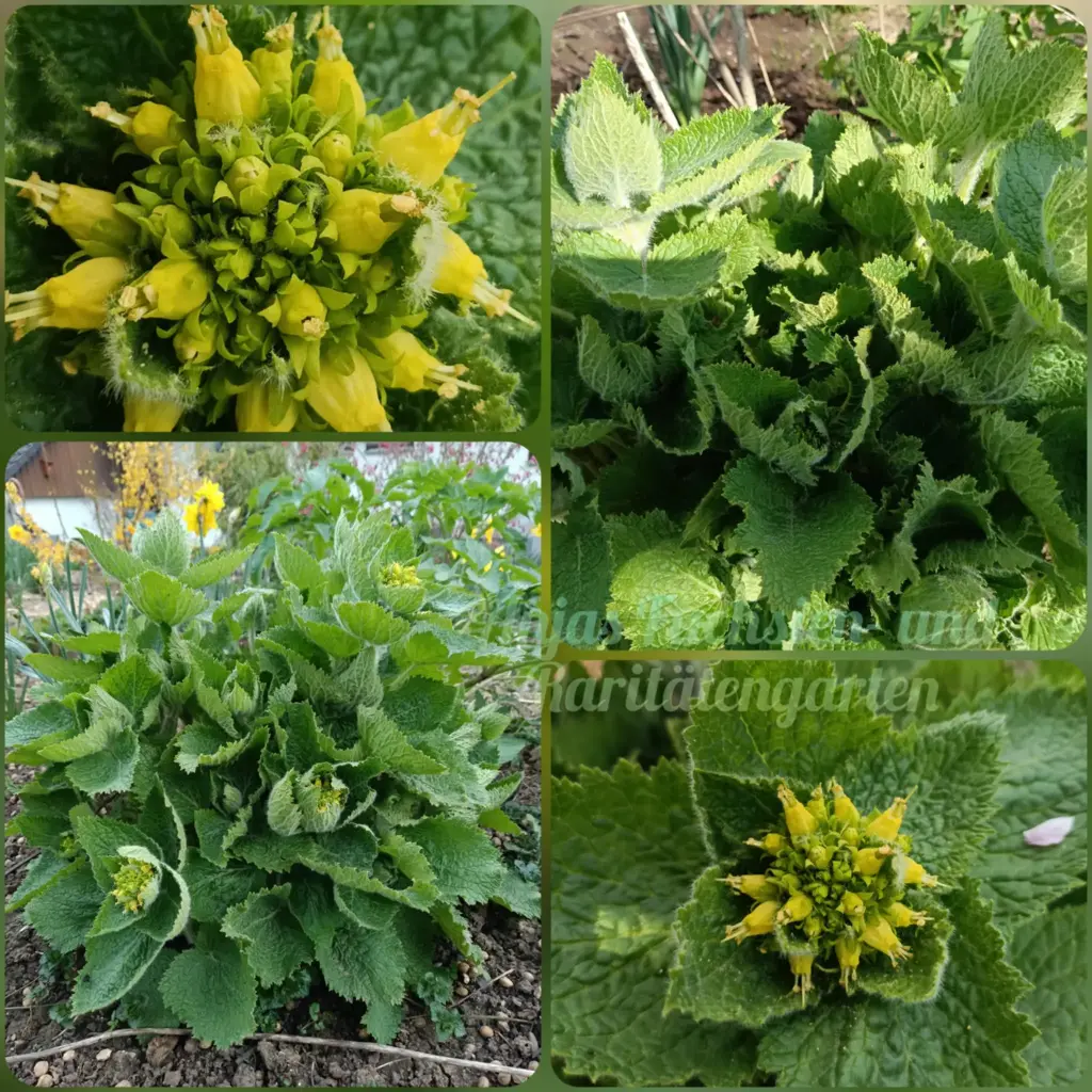 Mohnbrötchen - Blume