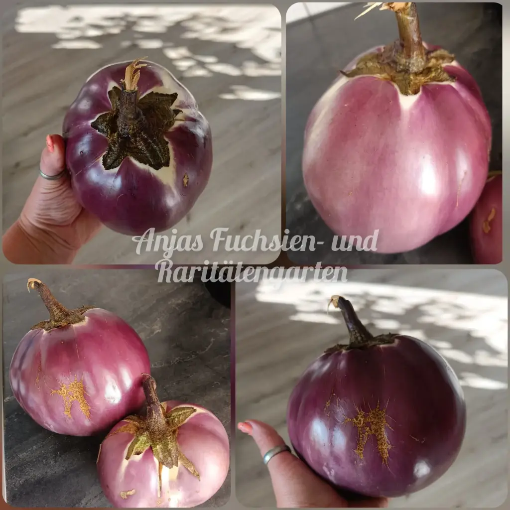 Aubergine 'Peach'