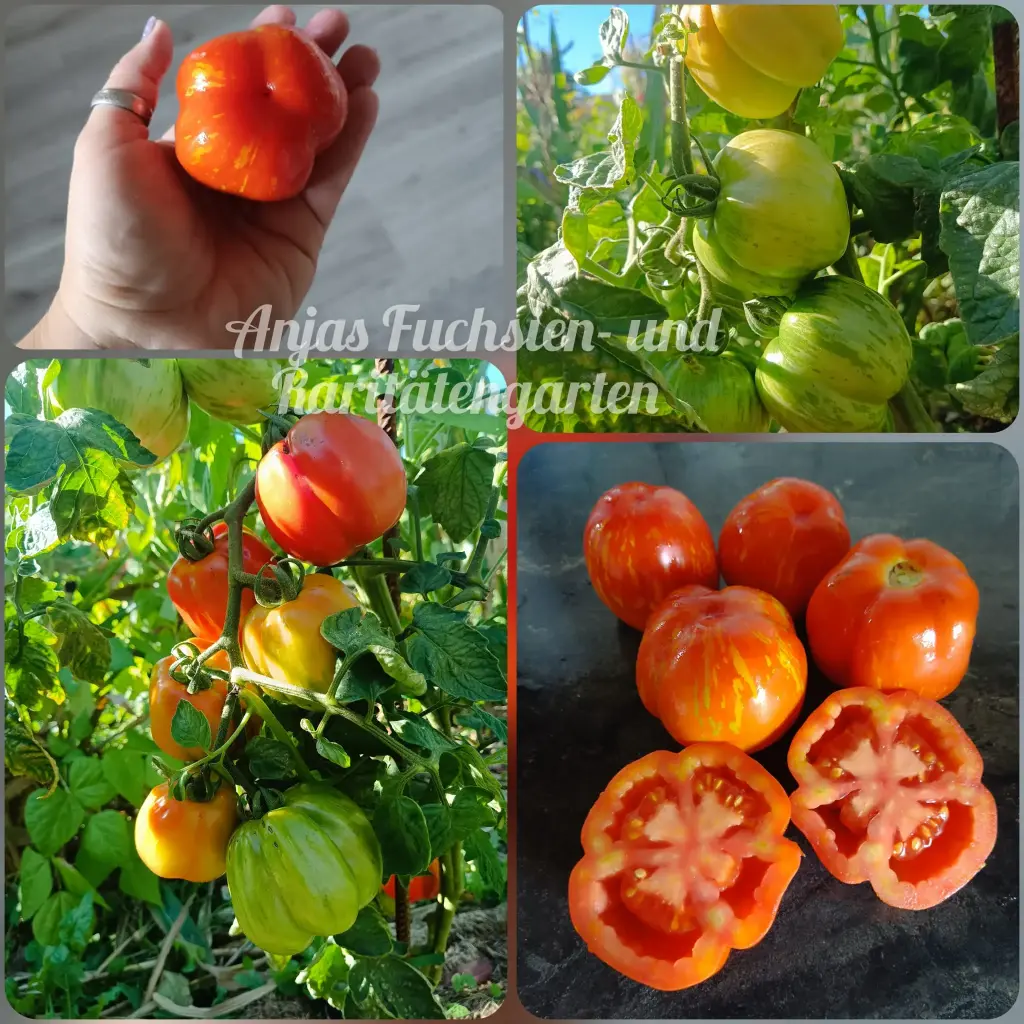 Tomate 'Striped Cavern'