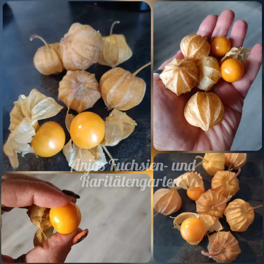 Großfruchtige Andenbeere 'Lucy's Big'