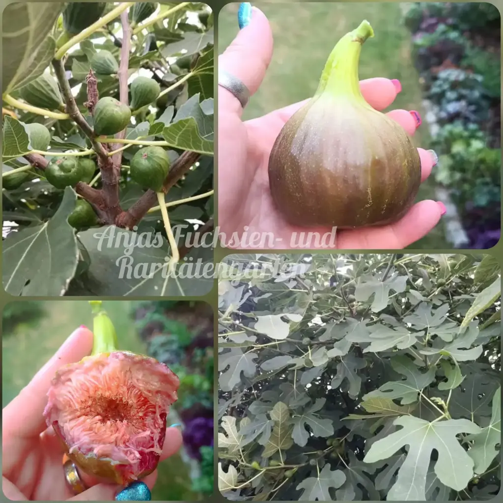 Feigensteckhölzer 'Badisch Sibirien' (3er Set)