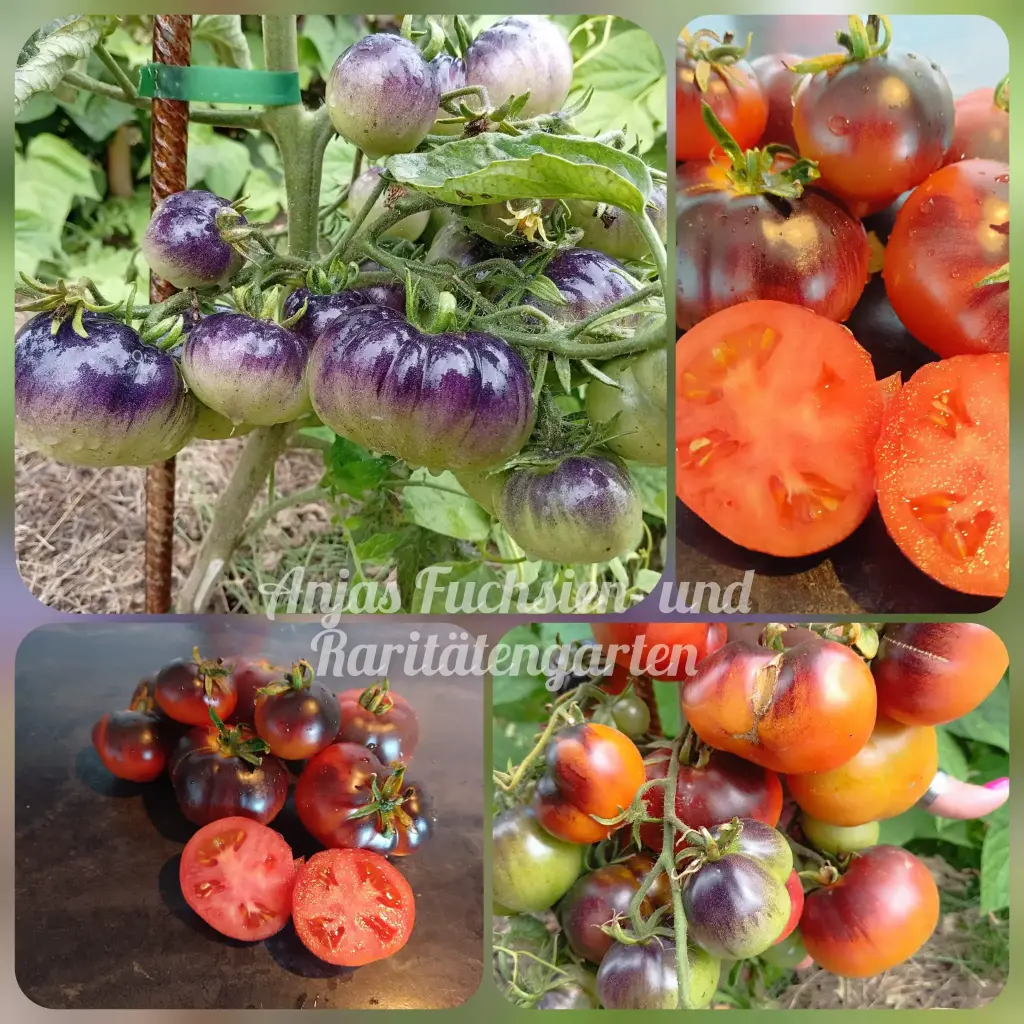 Tomate 'Dark Galaxy'