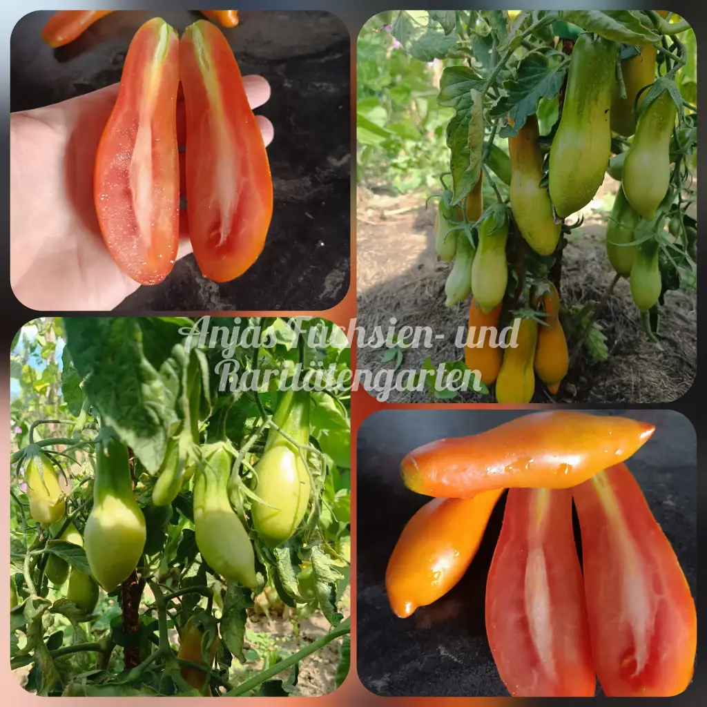 Tomate 'Royal Fingers'