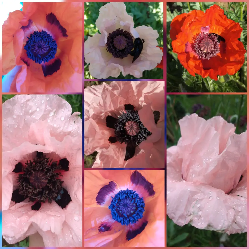 Orientalischer Mohn