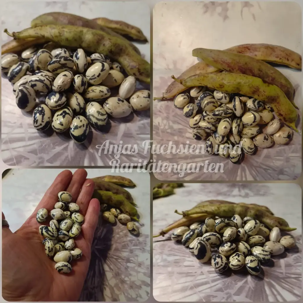 Stangenbohne 'Bosnian Pole'