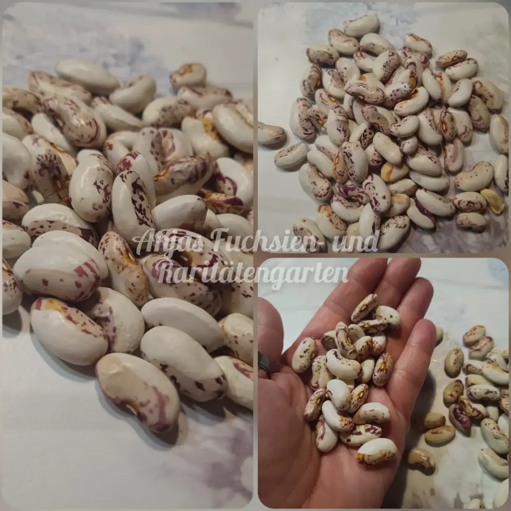 Stangenbohne 'Snowcap'