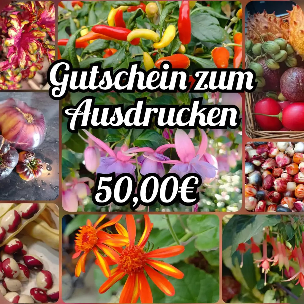 Geschenkgutschein über 50,00€