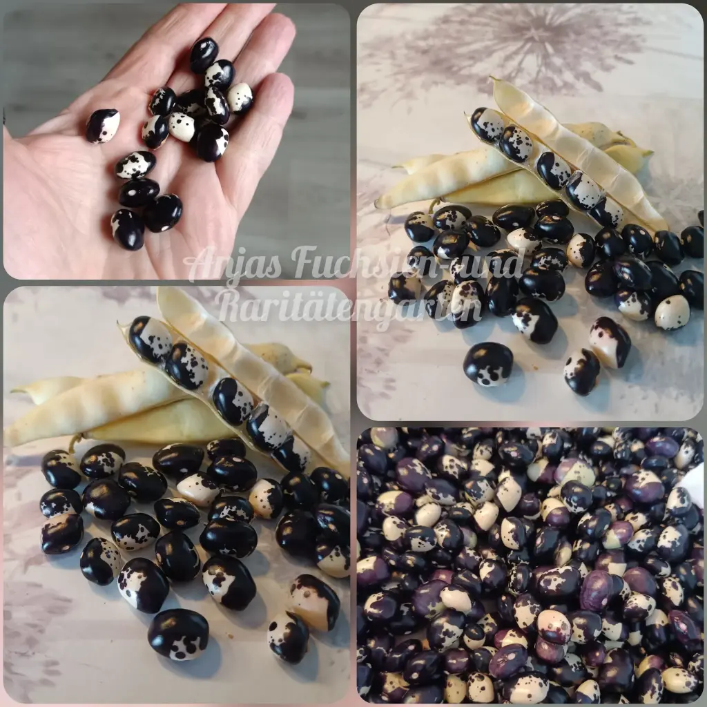 Stangenbohne 'Panda'