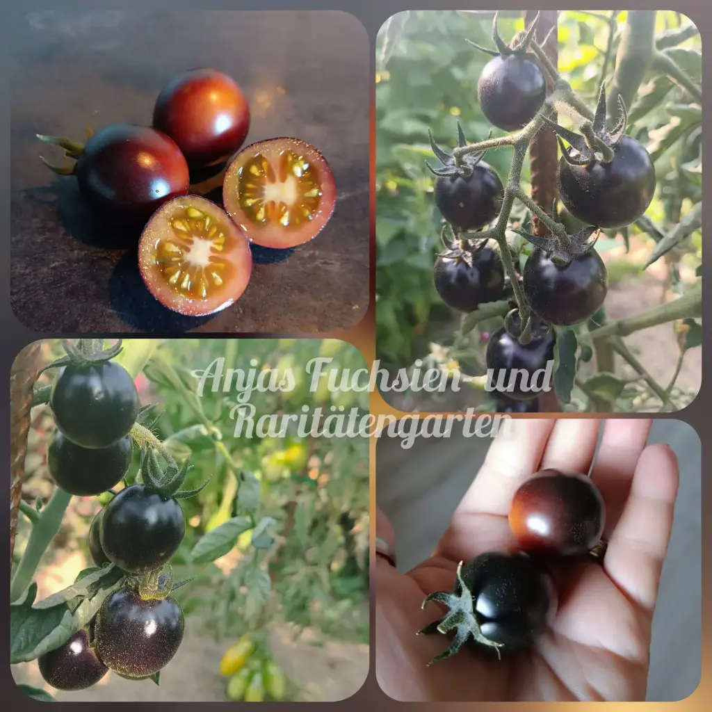 Tomate 'Helsing Junction Blues'