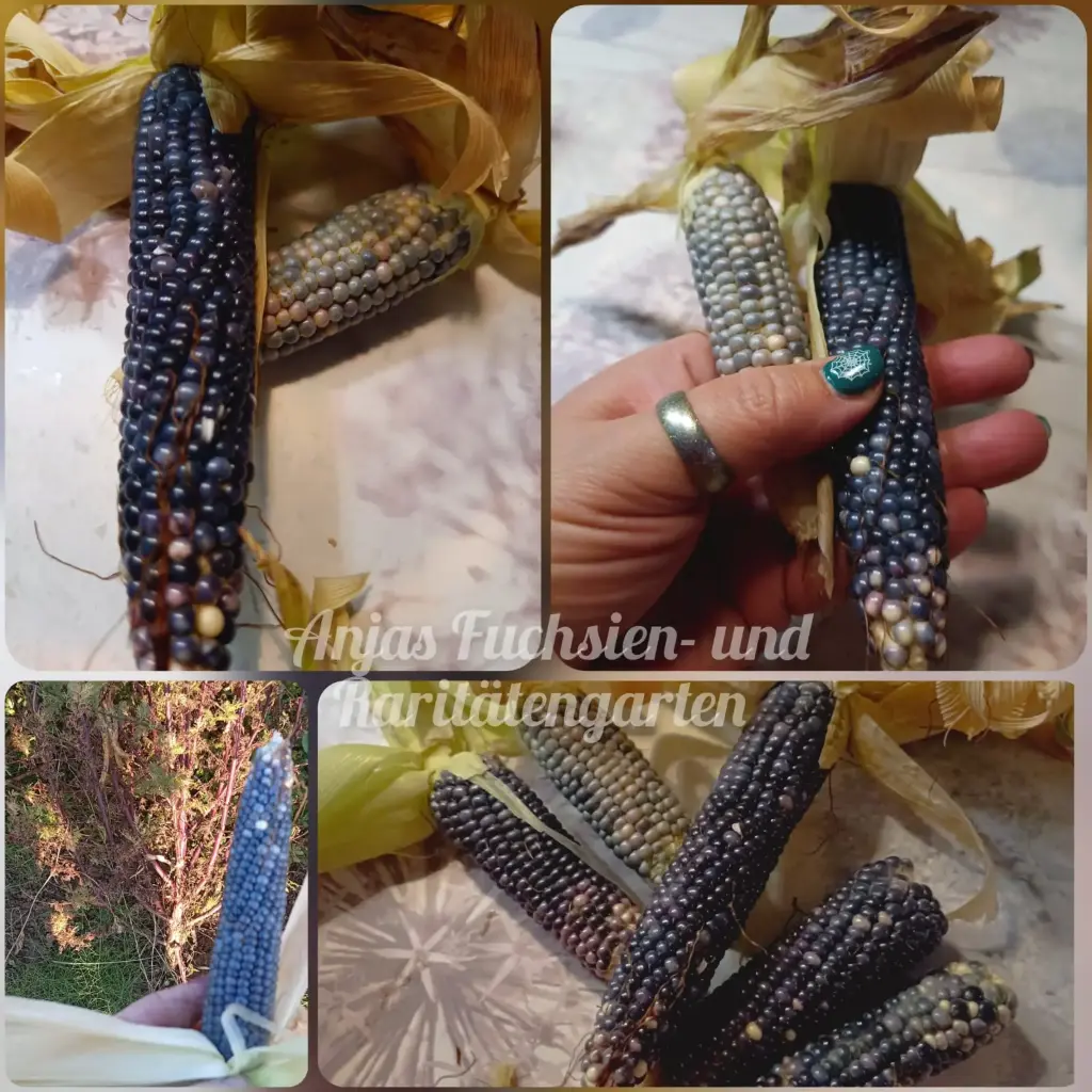 Popcornmais 'Heavenly Blue'