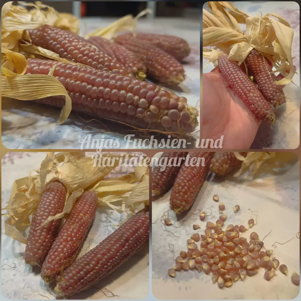 Popcornmais 'Pink Pop'